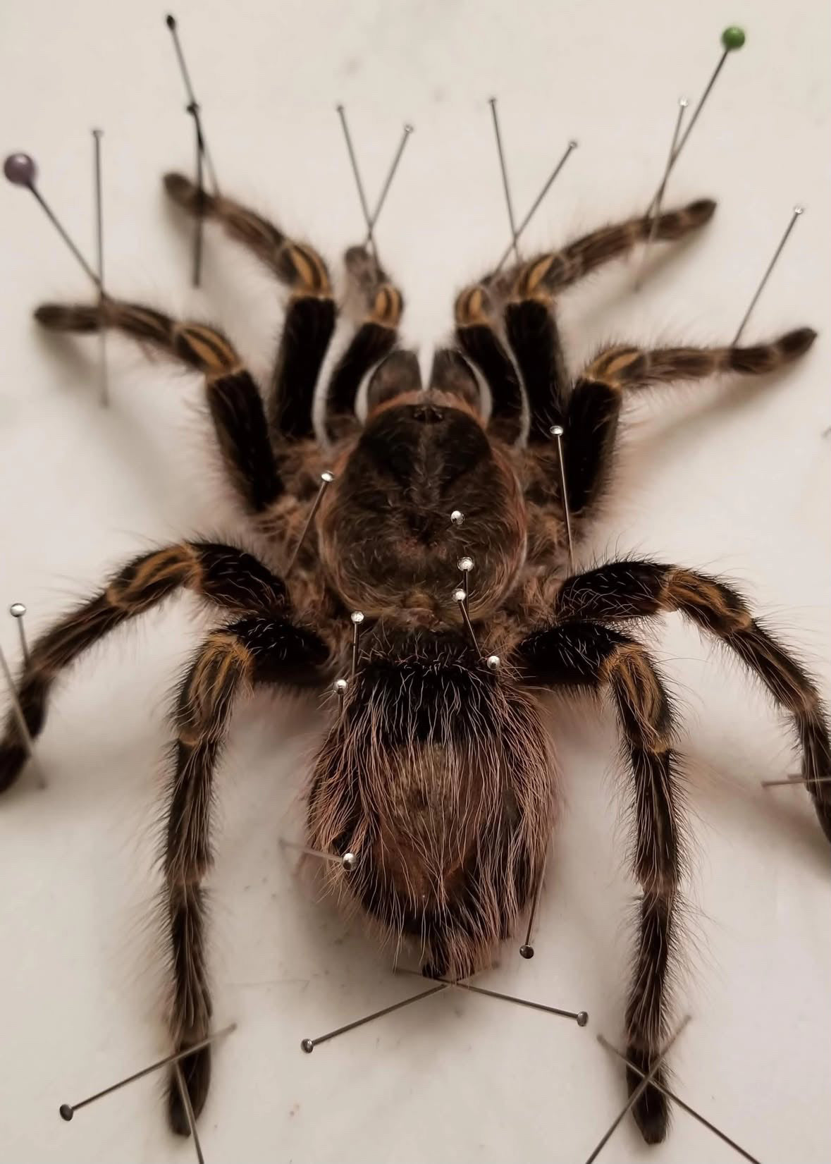 Giant bird-eating tarantula taxidermy pinning class (August 23rd)