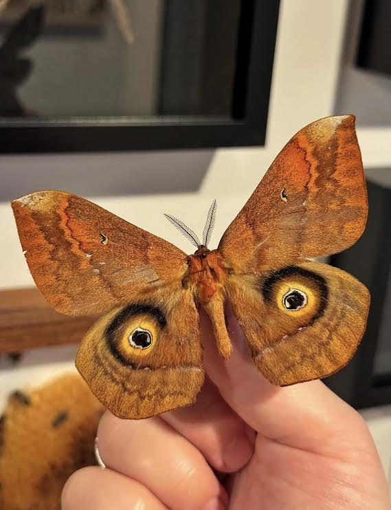 Saturn moth taxidermy pinning class (June 30th 5pm)