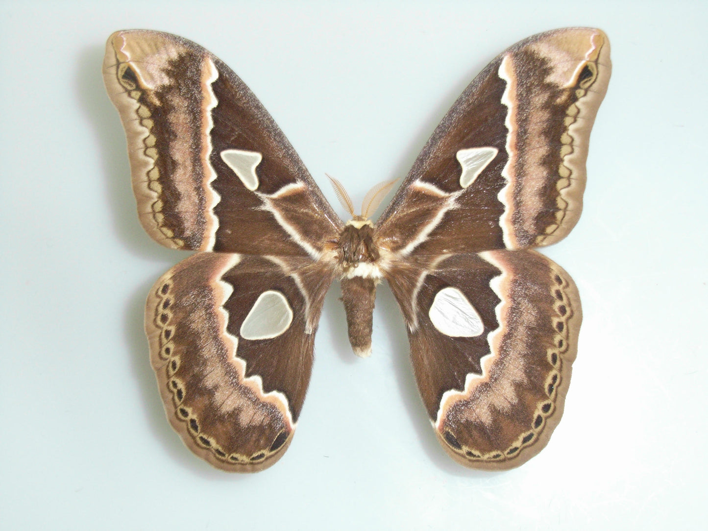Peruvian Atlas moth insect taxidermy workshop (Sept 20th)