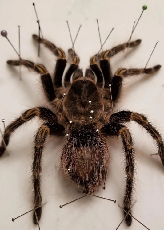 Giant bird-eating tarantula taxidermy pinning class (August 23rd)