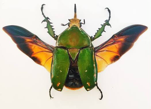 Green Goliath Flower Beetle taxidermy pinning class (August 30th)