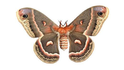 Cecropia moth taxidermy class (Sunday August 16th)