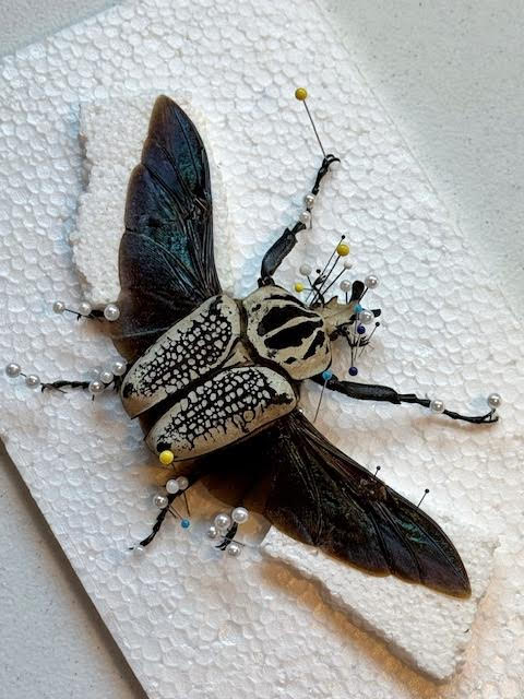 Goliath beetle (Goliathus albosignatus) taxidermy pinning class (June 7th 6pm)
