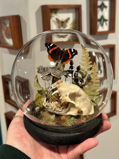 artistic taxidery dome terrarium building workshop (June 16th 5pm)