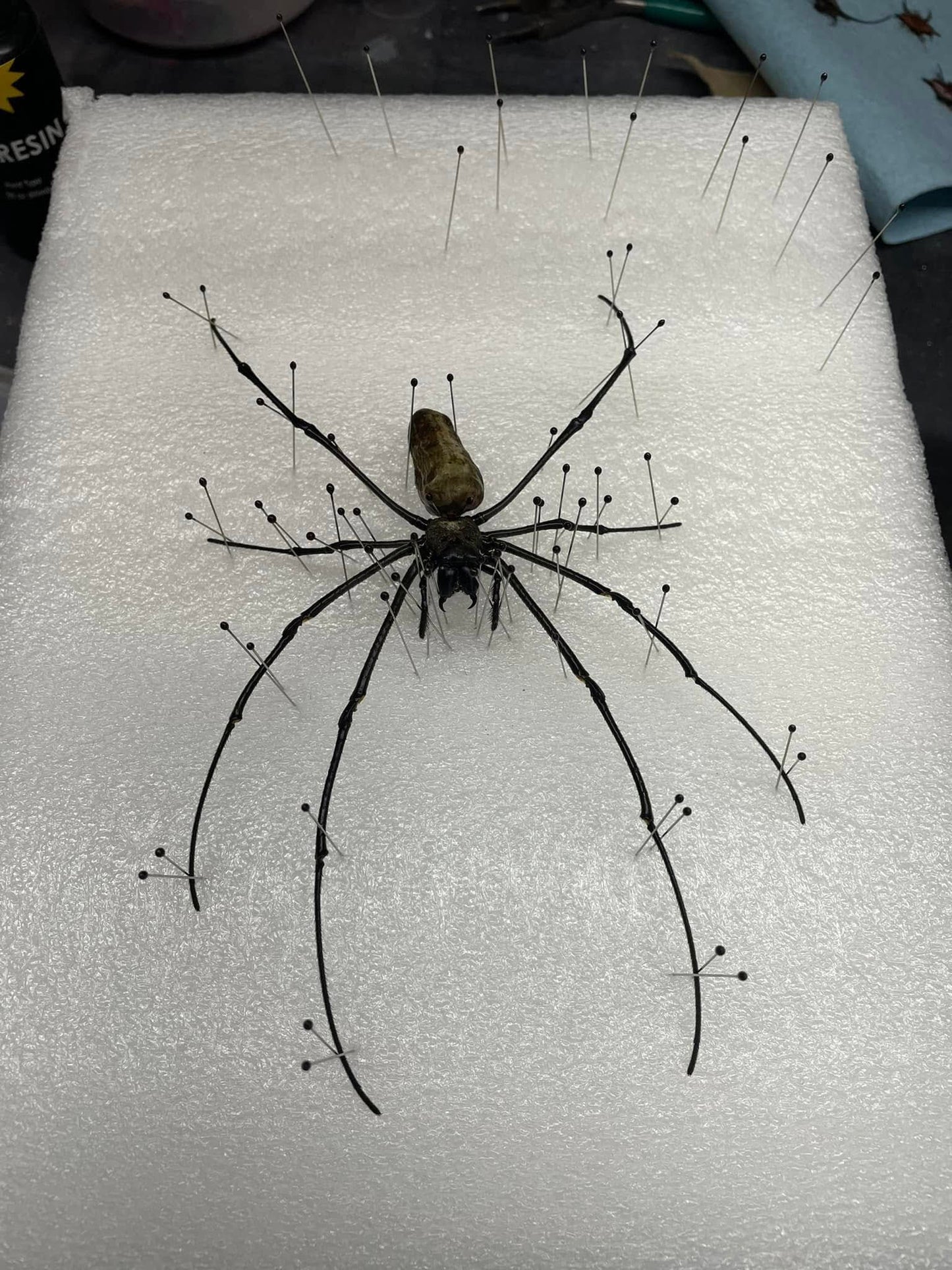 orbweaver spider (Nephila Vitiana/Nephila Kuhli) taxidermy pinning class (June 14th 6pm)