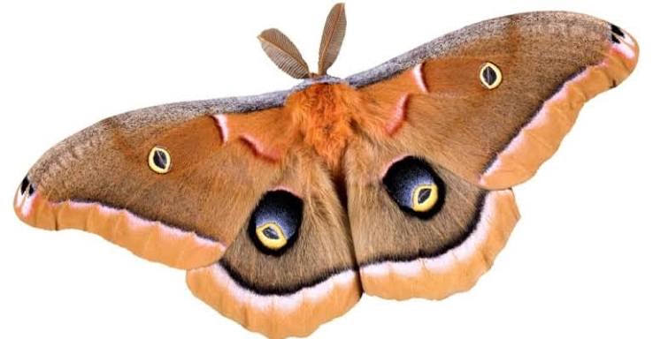 Polyphemus moth taxidermy pinning class (Nov 22nd 5:30pm)