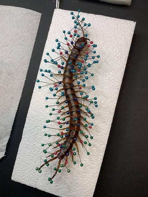 HALLOWEEN bug pinning party, insect preservation pinning workshop