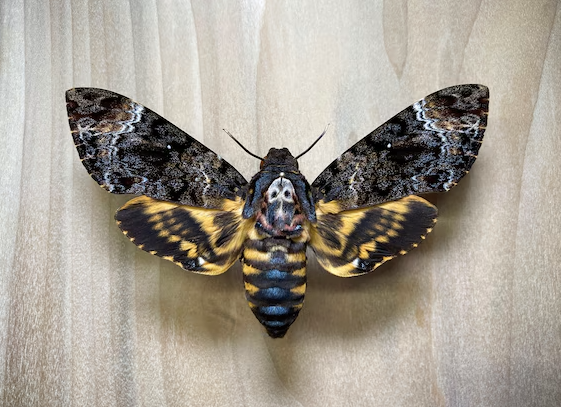 HALLOWEEN bug pinning party, insect preservation pinning workshop
