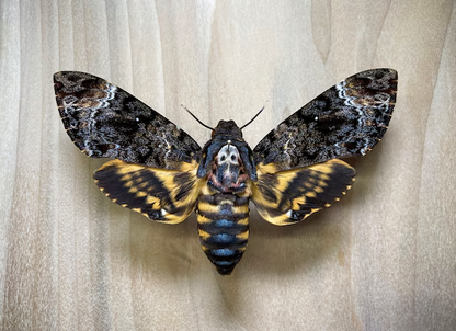 HALLOWEEN bug pinning party, insect preservation pinning workshop