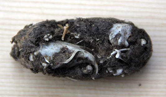 Barn owl pellet dissection workshop (Oct 4th 6pm)